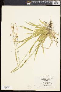 Luzula campestris var. multiflora image