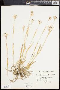 Luzula campestris var. echinata image