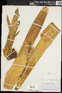 Aechmea nudicaulis image