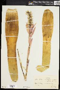 Aechmea nudicaulis image