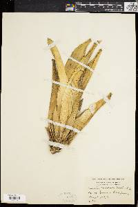 Aechmea nudicaulis image