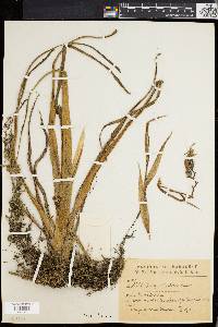 Billbergia nutans image