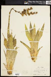 Catopsis berteroniana image