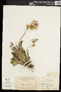 Catopsis nutans image