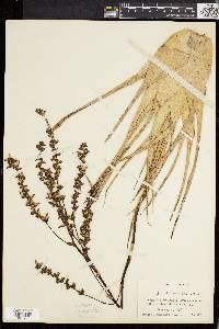 Catopsis nutans image