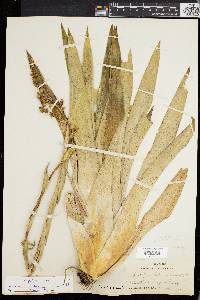 Catopsis berteroniana image