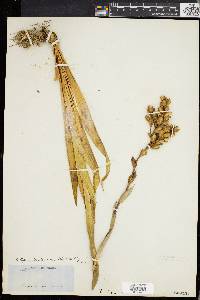 Catopsis berteroniana image