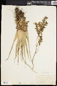 Catopsis nutans image