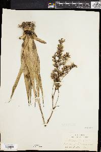 Catopsis nutans image