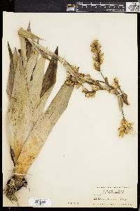 Catopsis nutans image
