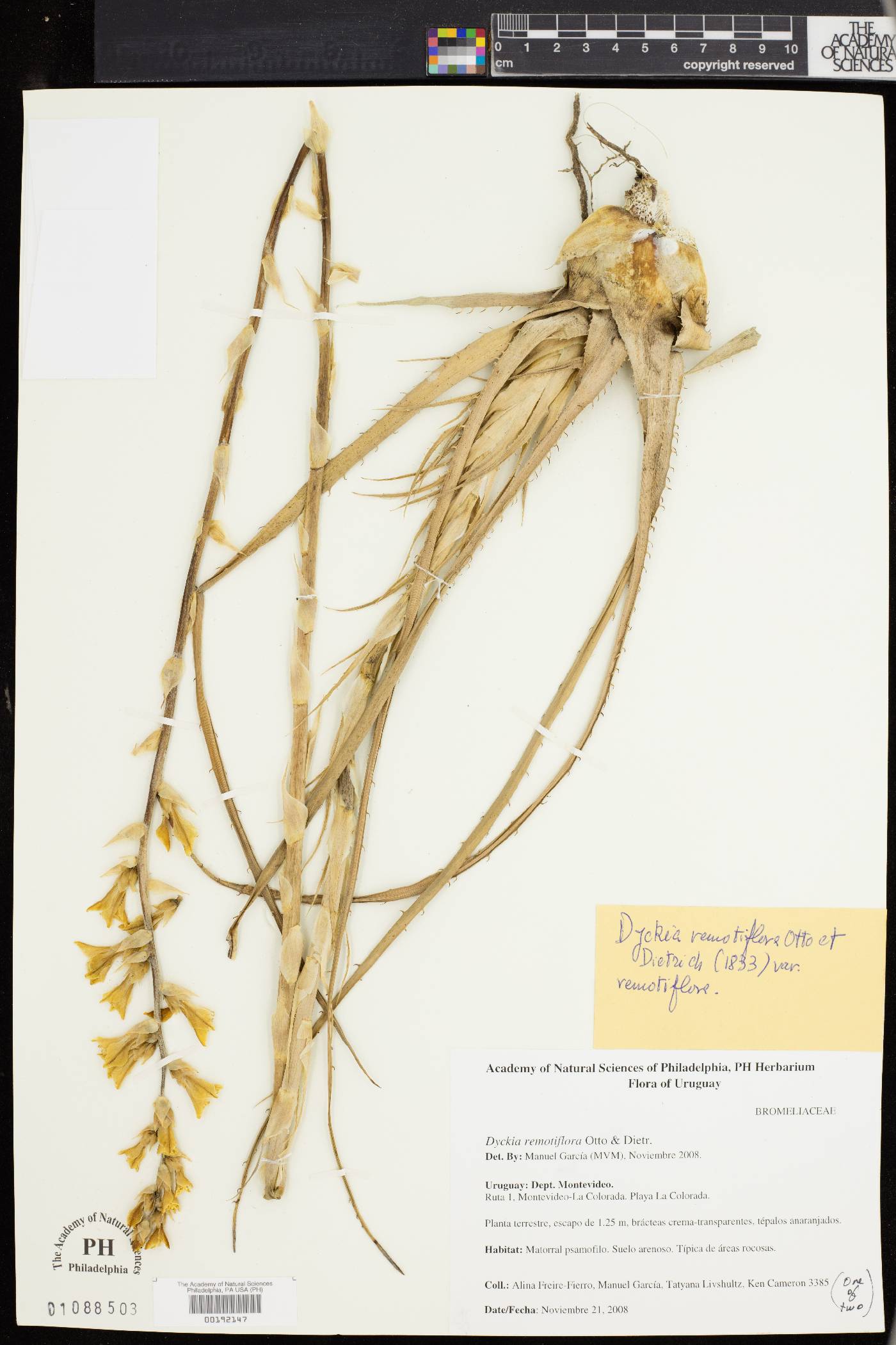 Dyckia remotiflora image