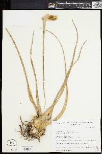 Dyckia remotiflora image