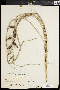 Media resource of Pitcairnia caricifolia