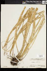 Media resource of Pitcairnia bromeliifolia