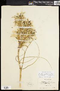 Tillandsia balbisiana image