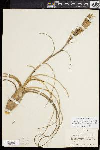 Tillandsia balbisiana image