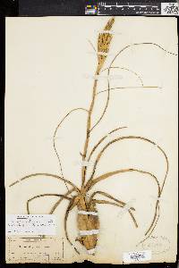 Tillandsia balbisiana image