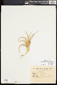 Tillandsia lorentziana image