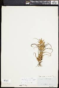 Tillandsia pruinosa image