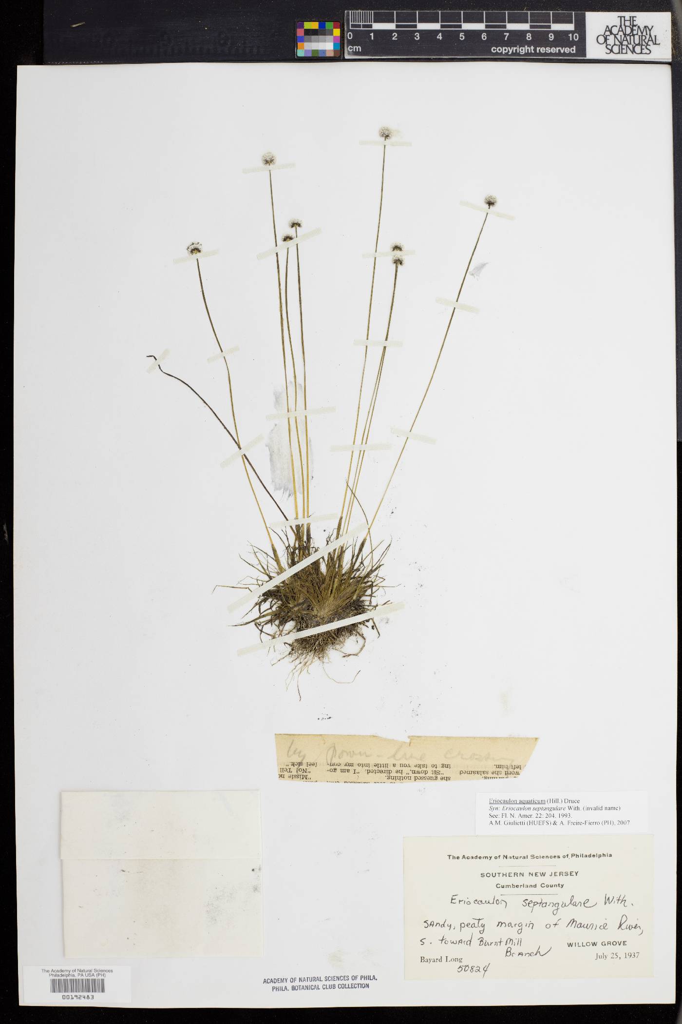 Eriocaulon septangulare image