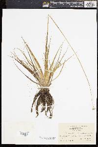 Eriocaulon compressum image