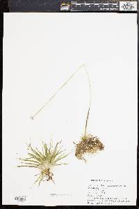 Eriocaulon compressum image