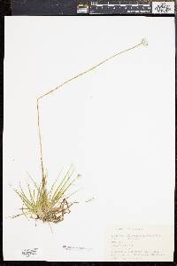 Eriocaulon compressum image