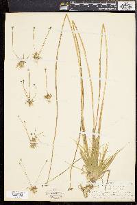 Eriocaulon compressum image