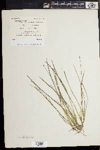 Xyris difformis image