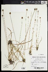 Xyris difformis image