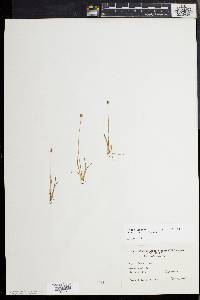 Xyris difformis image