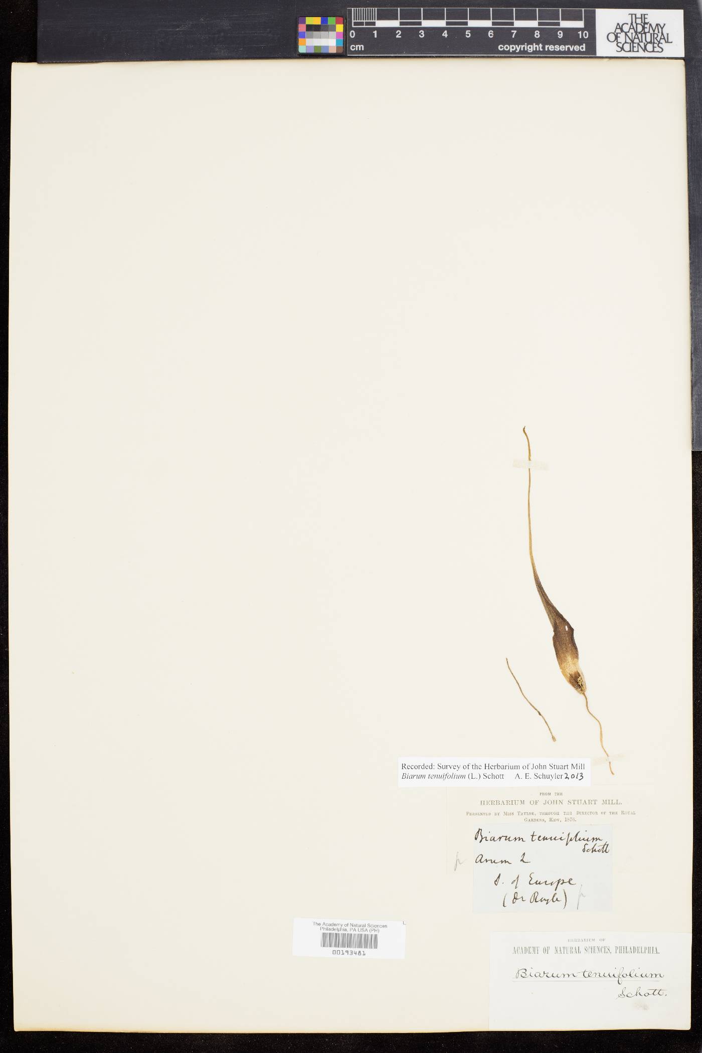 Biarum image