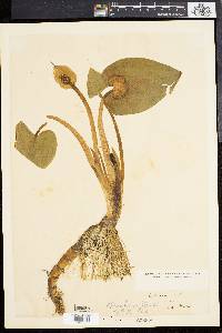 Calla palustris image