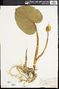 Calla palustris image