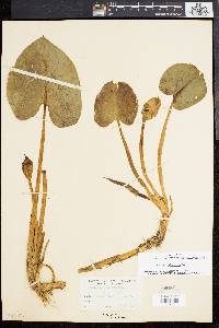 Calla palustris image