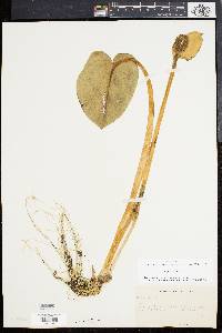 Calla palustris image