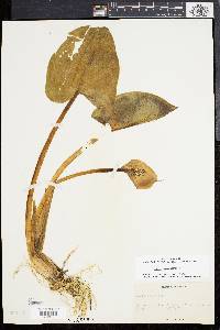 Calla palustris image