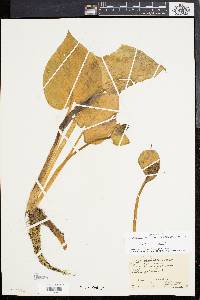 Calla palustris image