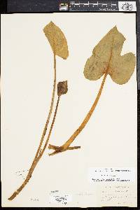 Calla palustris image