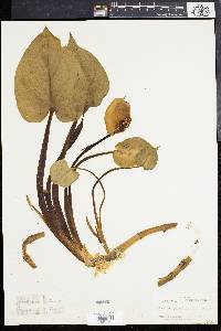 Calla palustris image