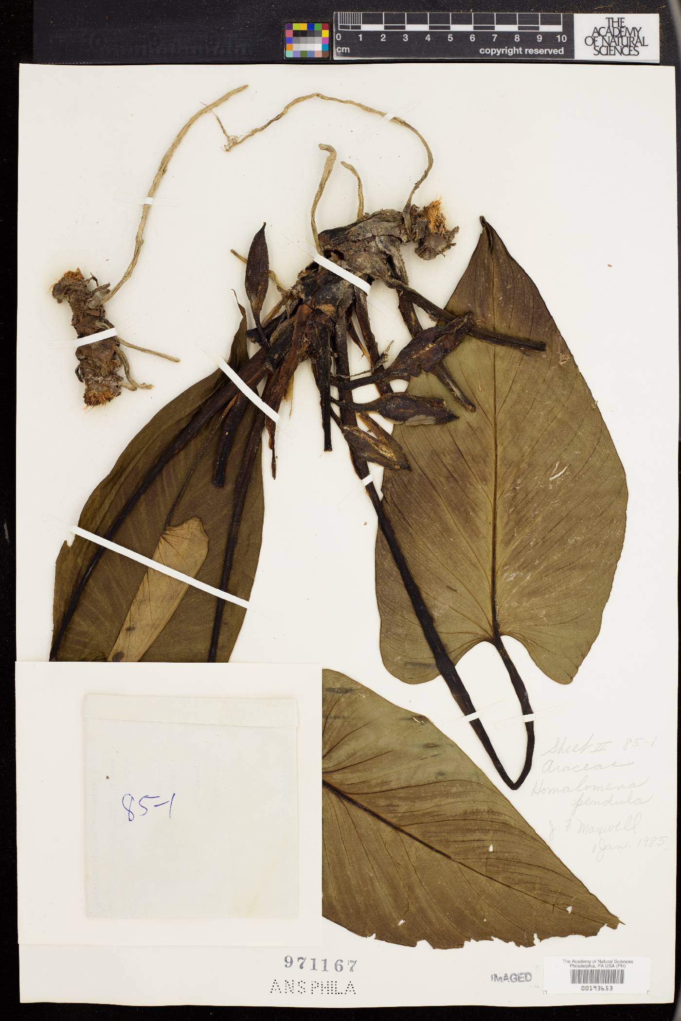 Homalomena pendula image