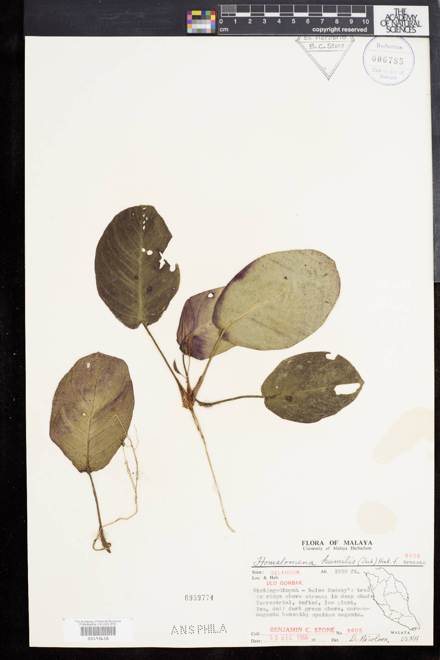 Epipremnopsis huegelii image