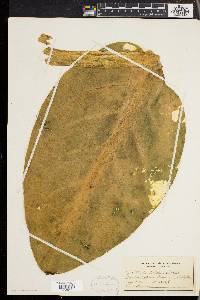 Lysichiton camtschatcensis image