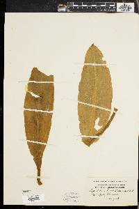 Lysichiton camtschatcensis image
