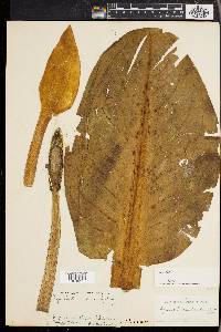 Lysichiton camtschatcensis image