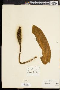 Lysichiton camtschatcensis image