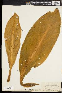 Lysichiton camtschatcensis image
