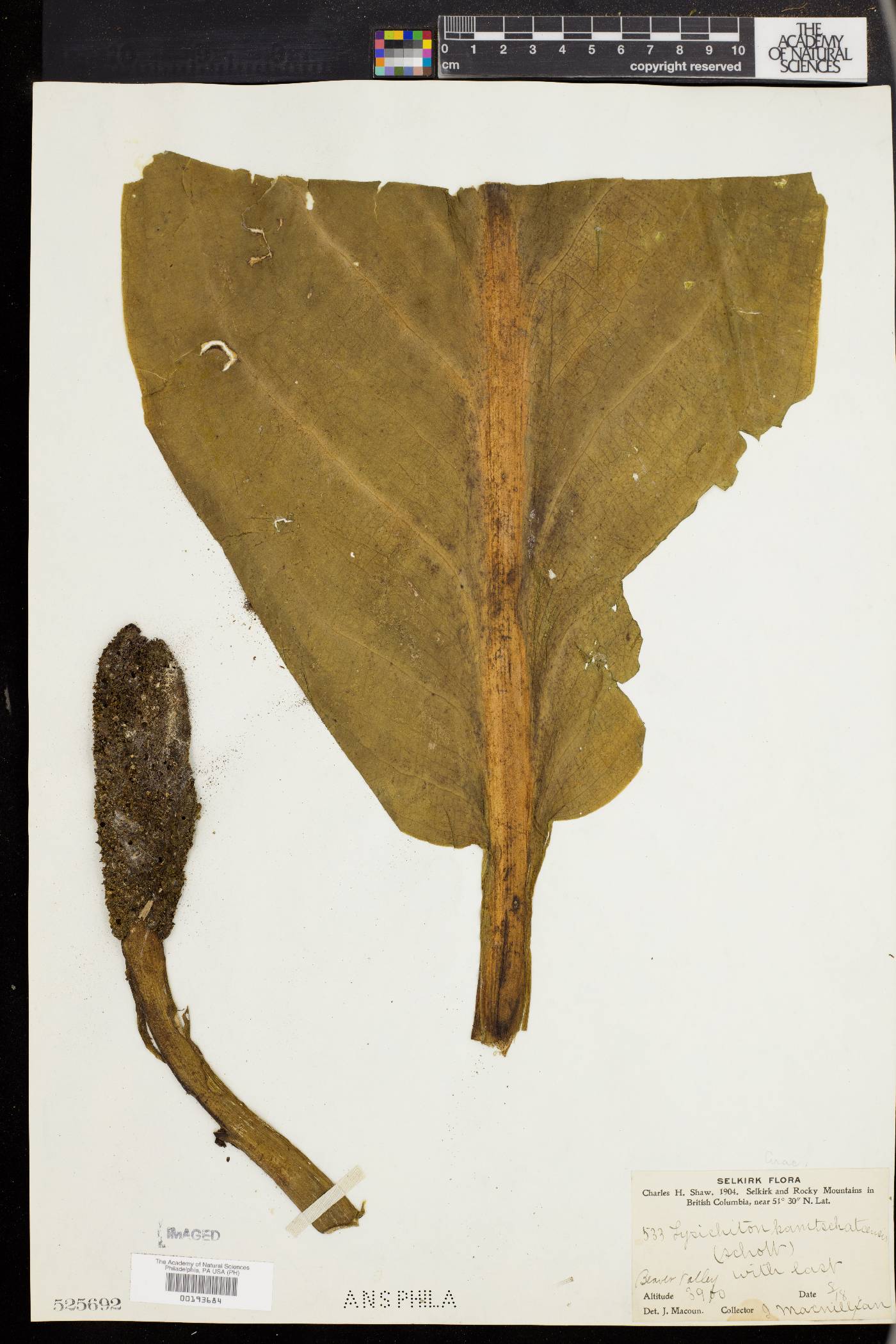 Lysichiton camtschatcensis image