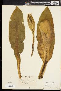 Lysichiton americanus image