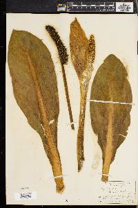 Lysichiton camtschatcensis image